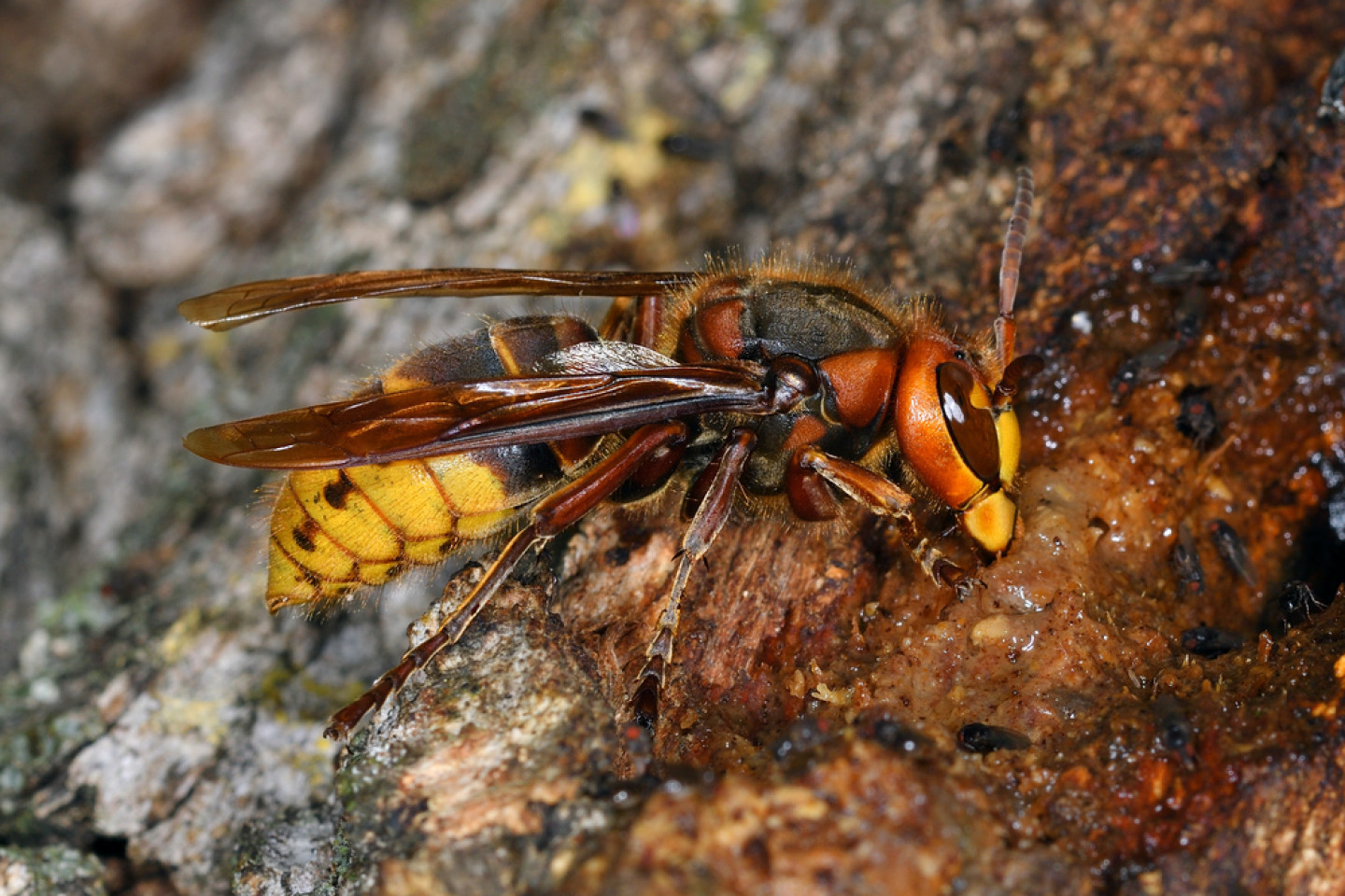 Pest Control Services Lafayette, Lake Charles, Scott, LA Don's